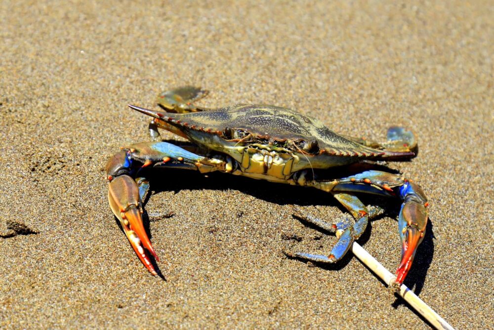 Blue crab. The extraordinary plan of ministers