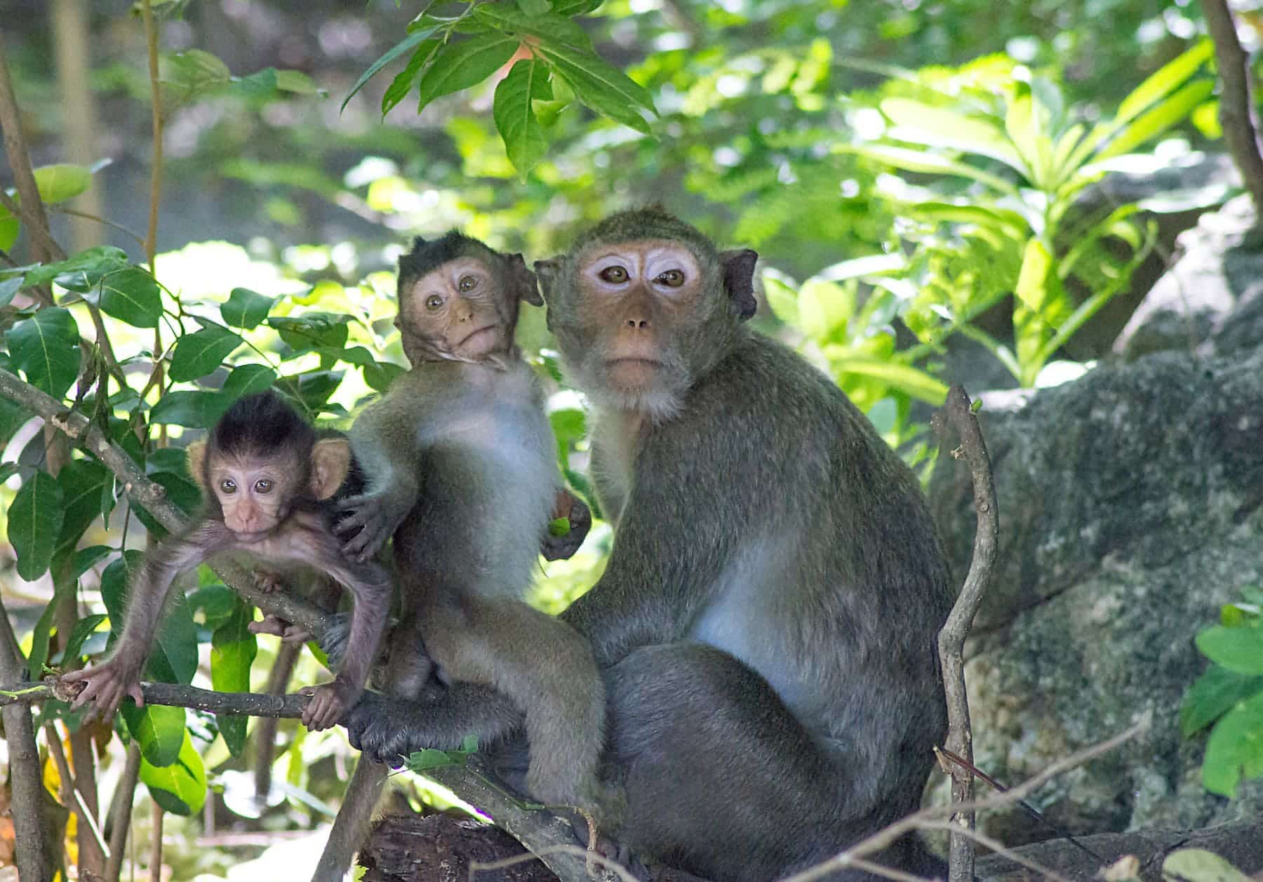 COP16 financiación pérdida biodiversidad