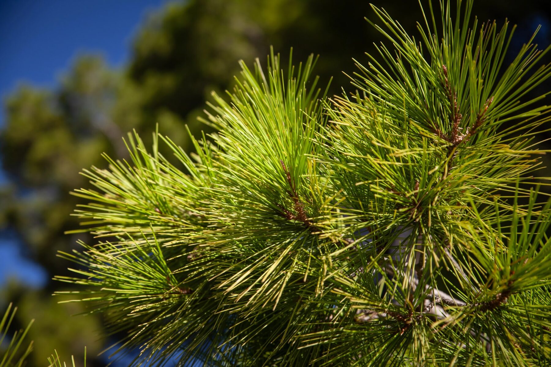 Sequía patógenos exóticos bosques mediterráneos