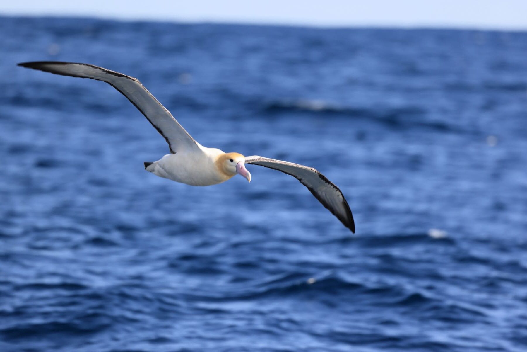 España Tratado Global Océanos