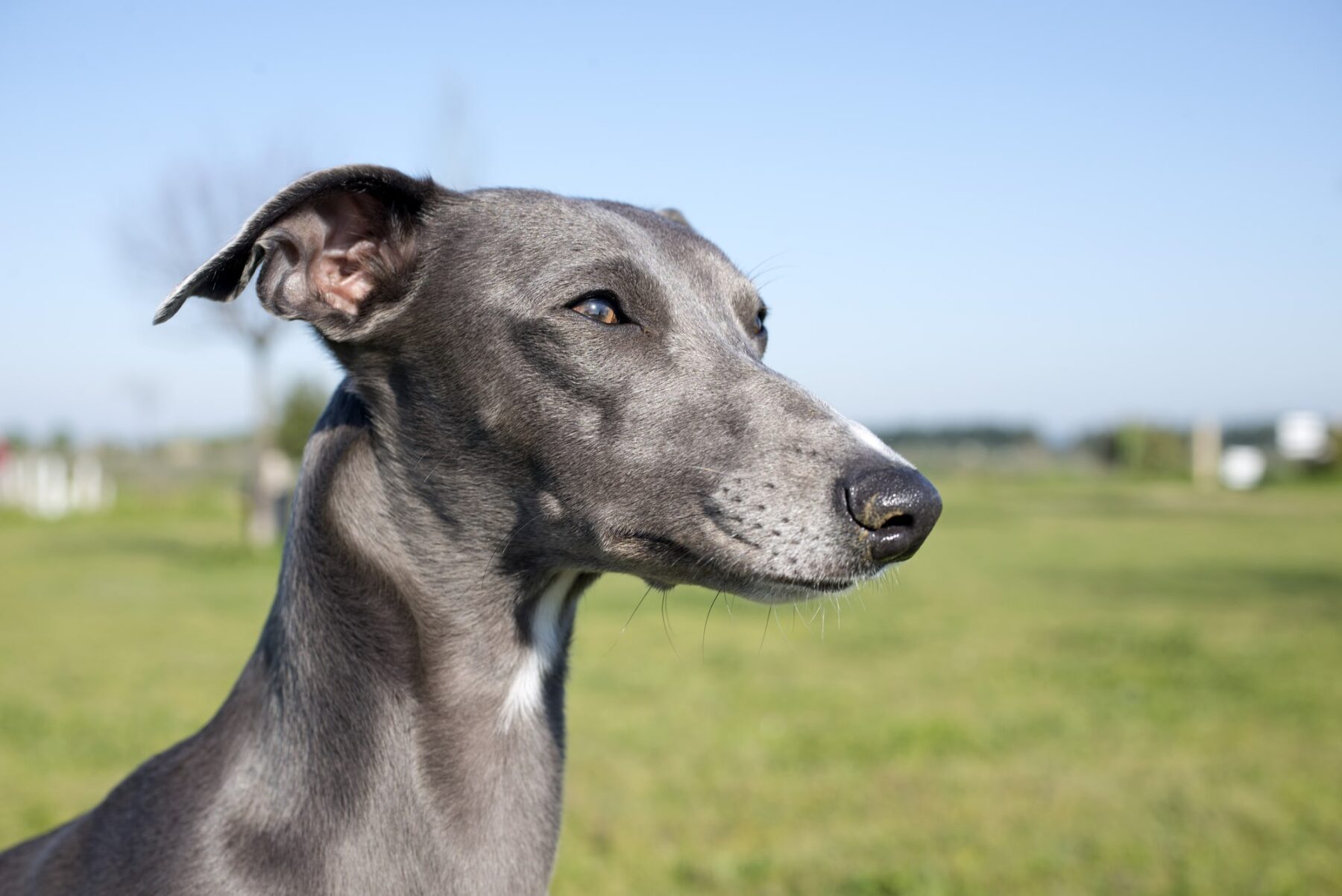 Día Mundial Galgo 2025