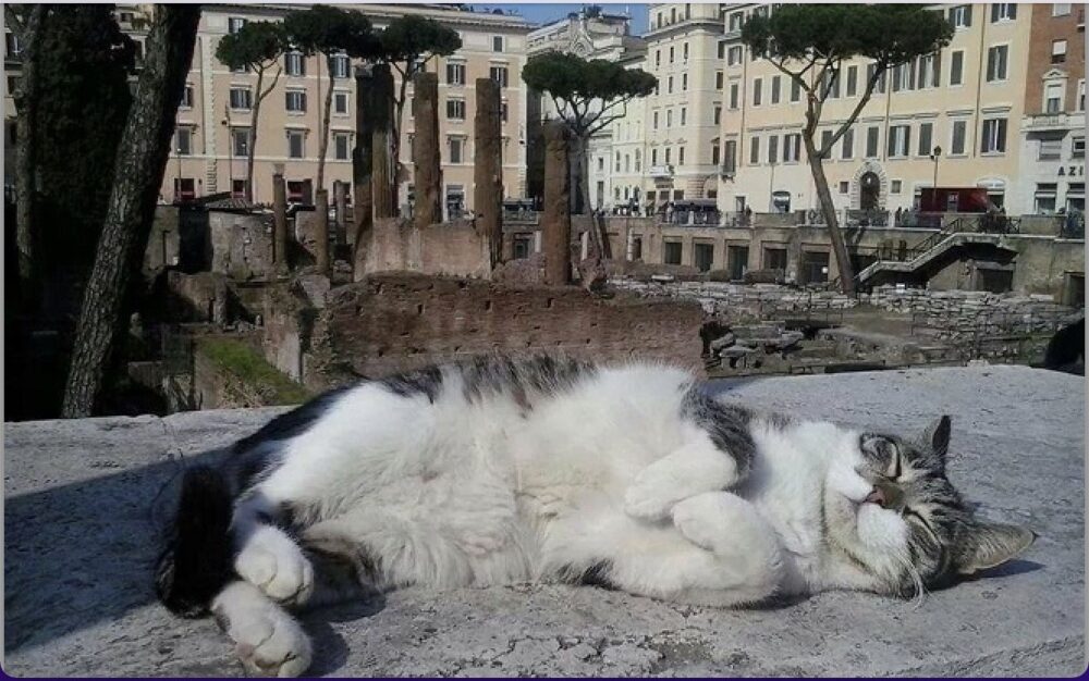 National cat day: link between Rome and its felines