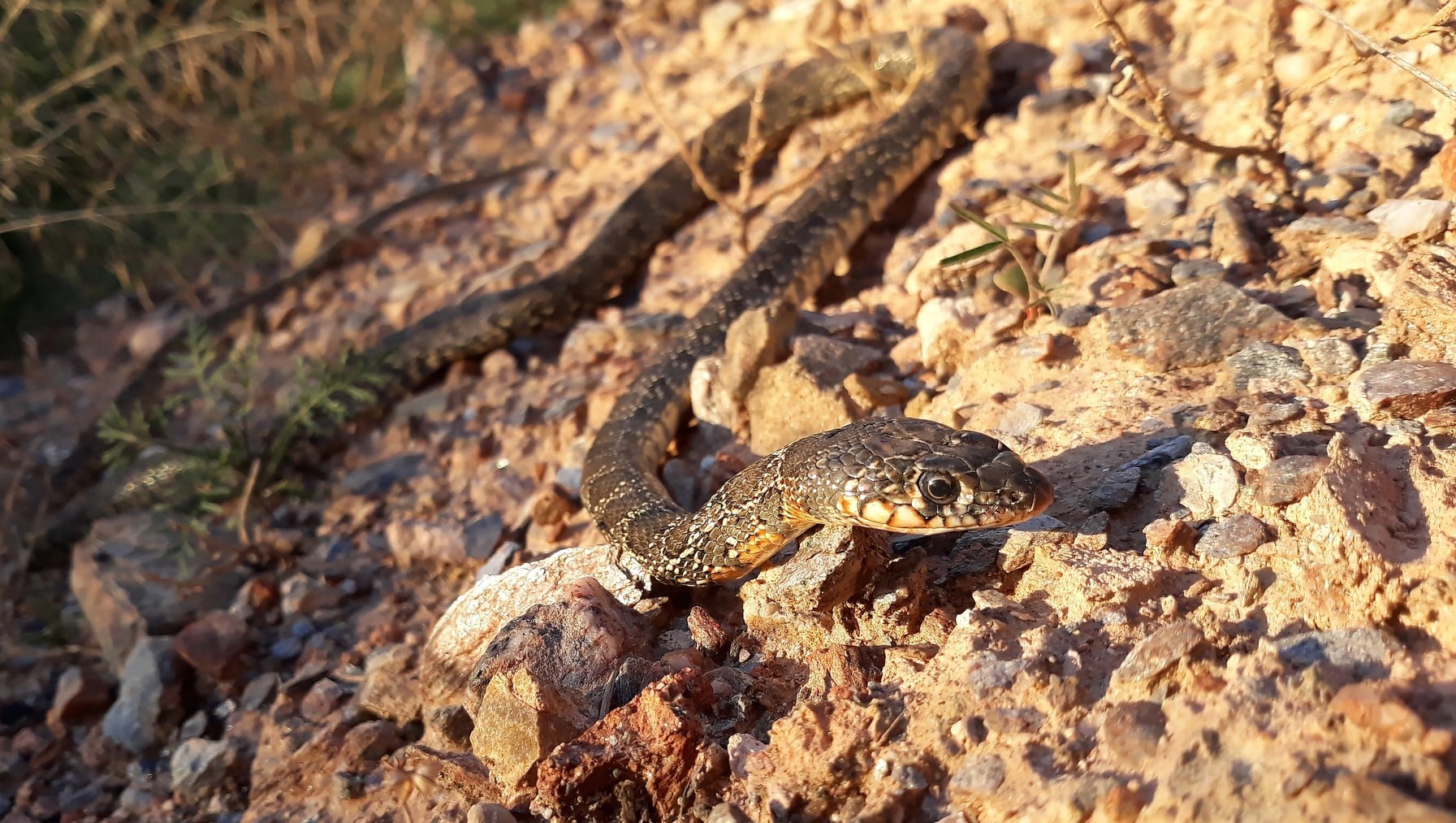 serpientes invasoras Pitiusas Ibiza Formentera