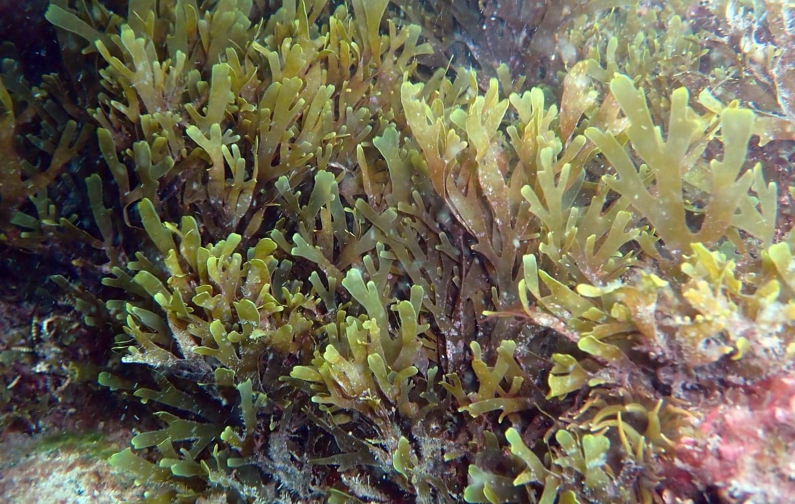 Proyecto USC alga asiática invasora costa gallega