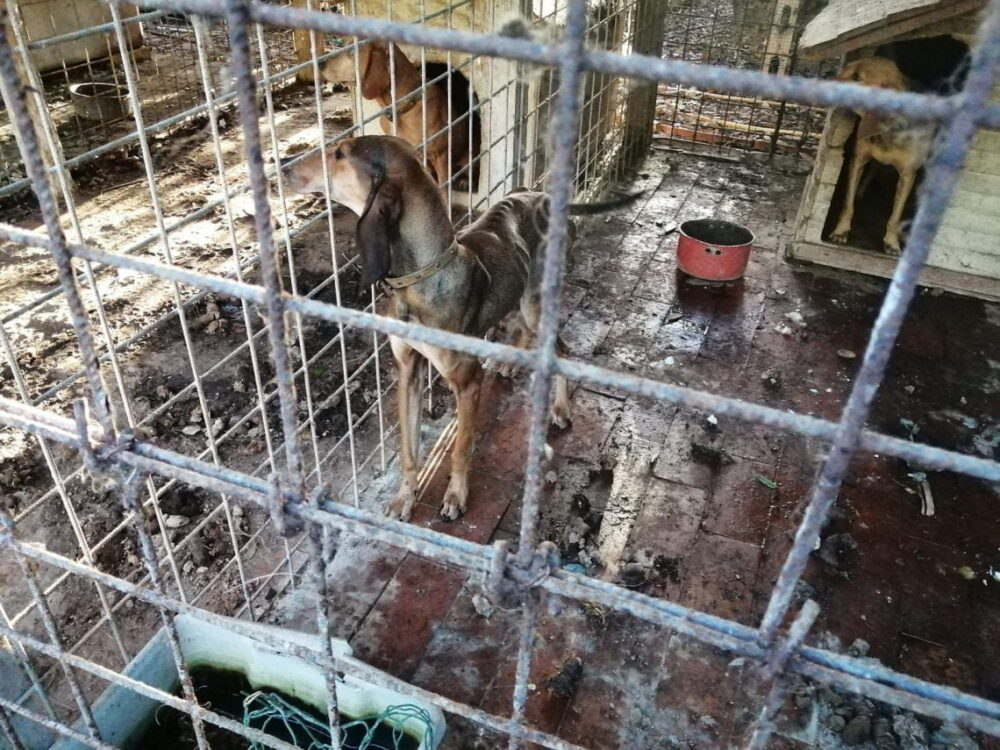 Reads dog farms. The REA PARTY