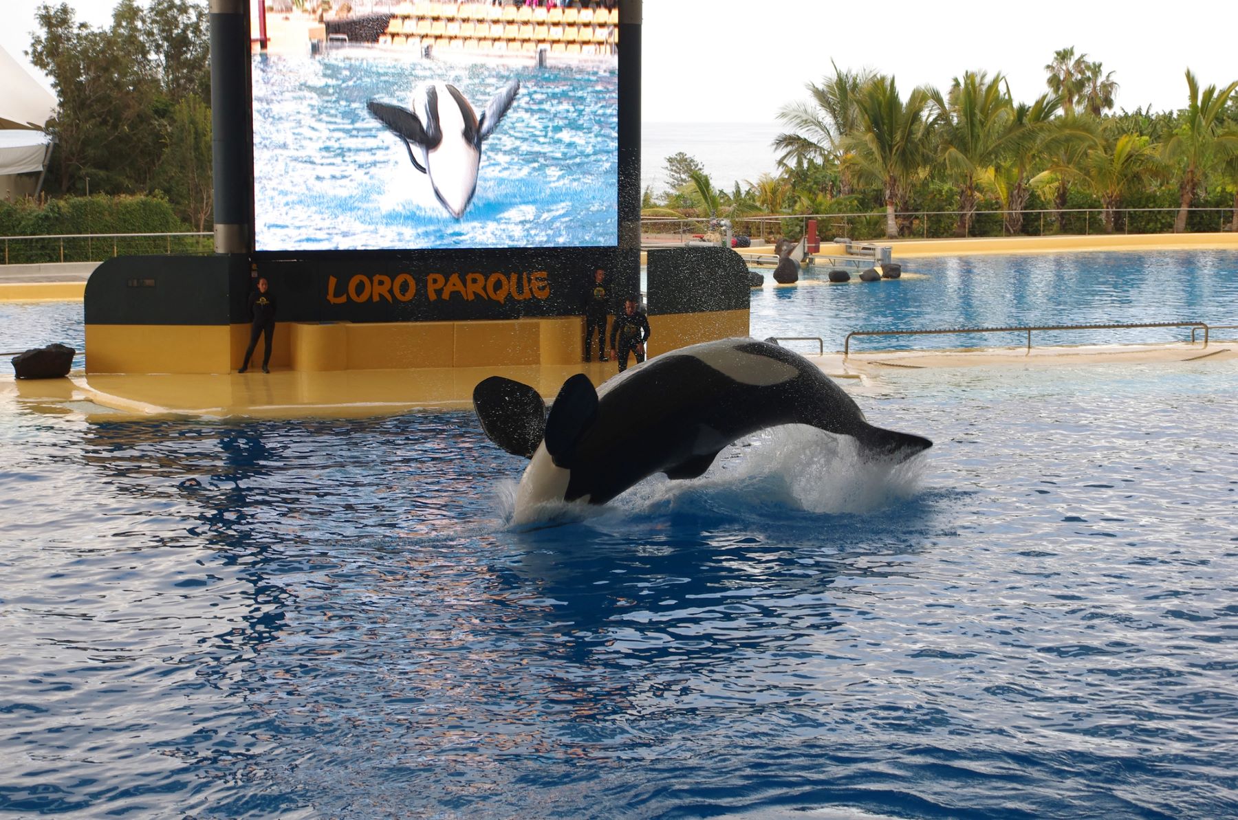 Drama orcas cautividad Loro Parque Tenerife