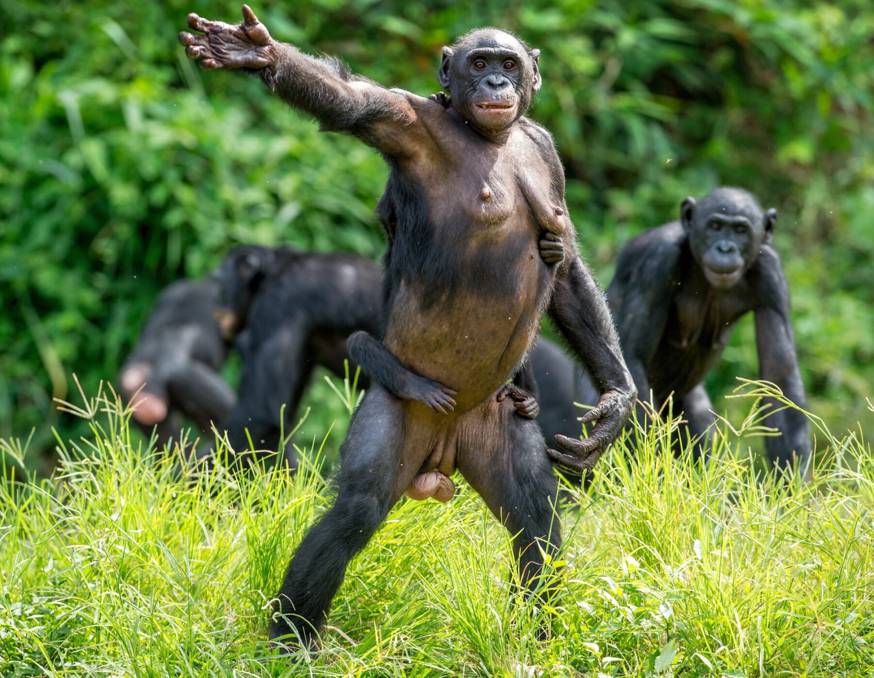 Bonobos ser humano