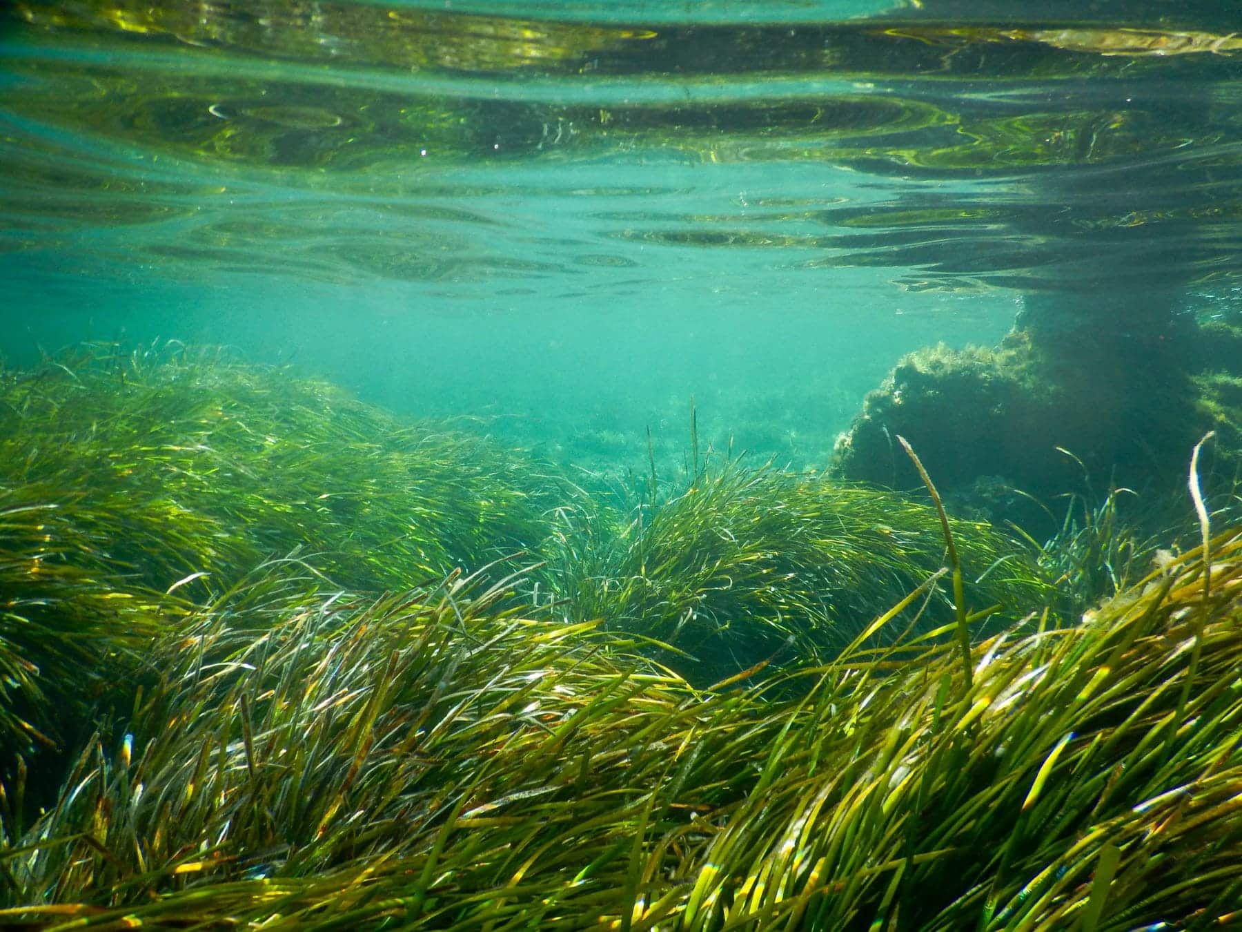 Comunitat Valenciana litoral posidonia