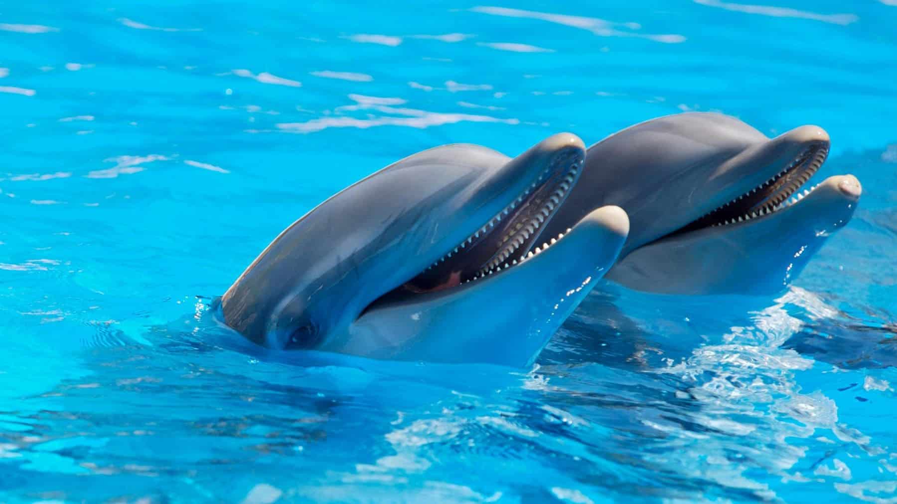 Delfines Zoo Madrid