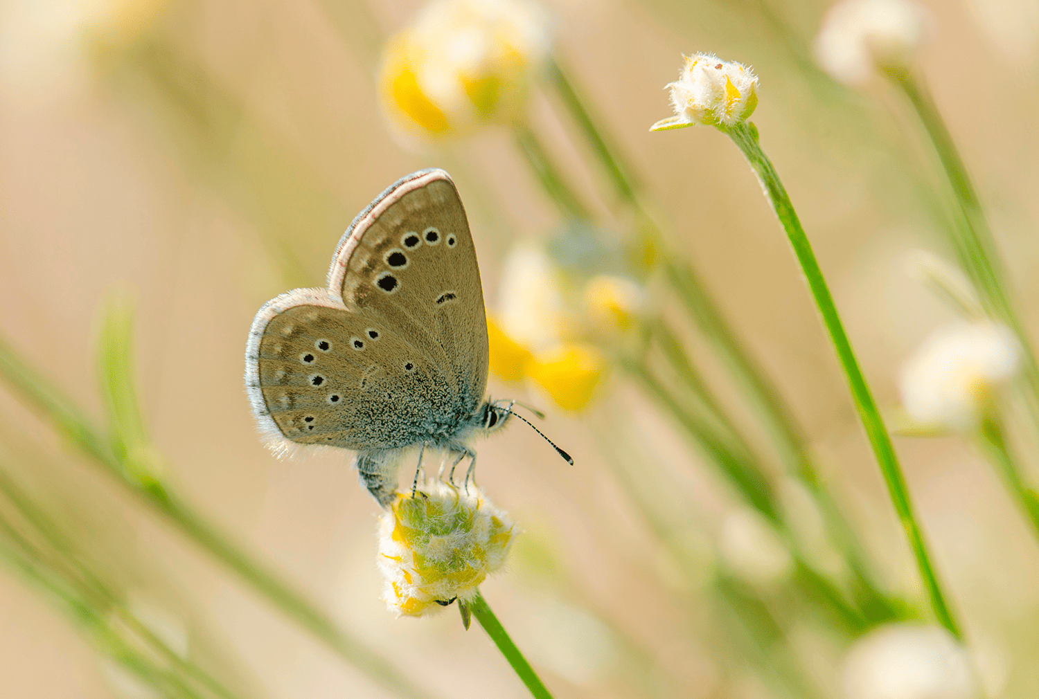 fauna salvaje Cataluña decae 28%