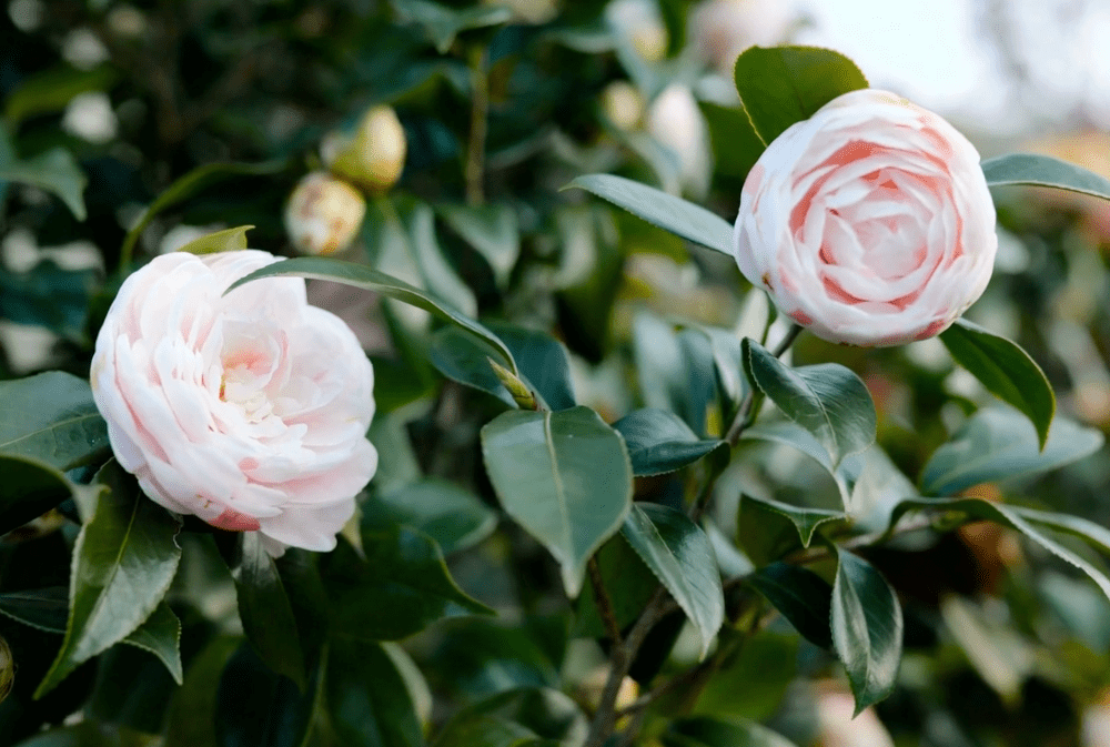 A breath of spring at Villa Necchi Campiglio