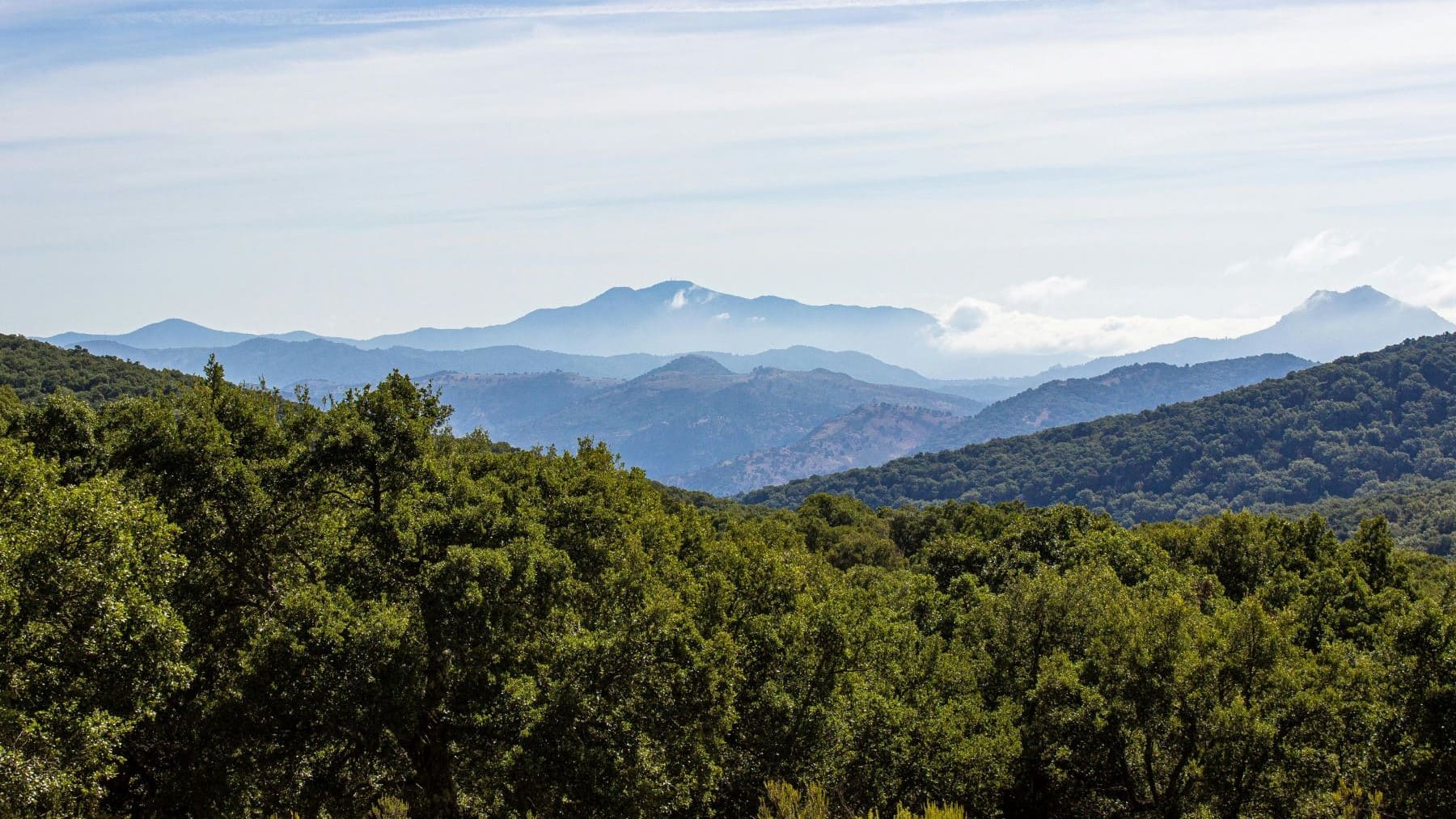 Andalucía certificación forestal sostenibilidad montes