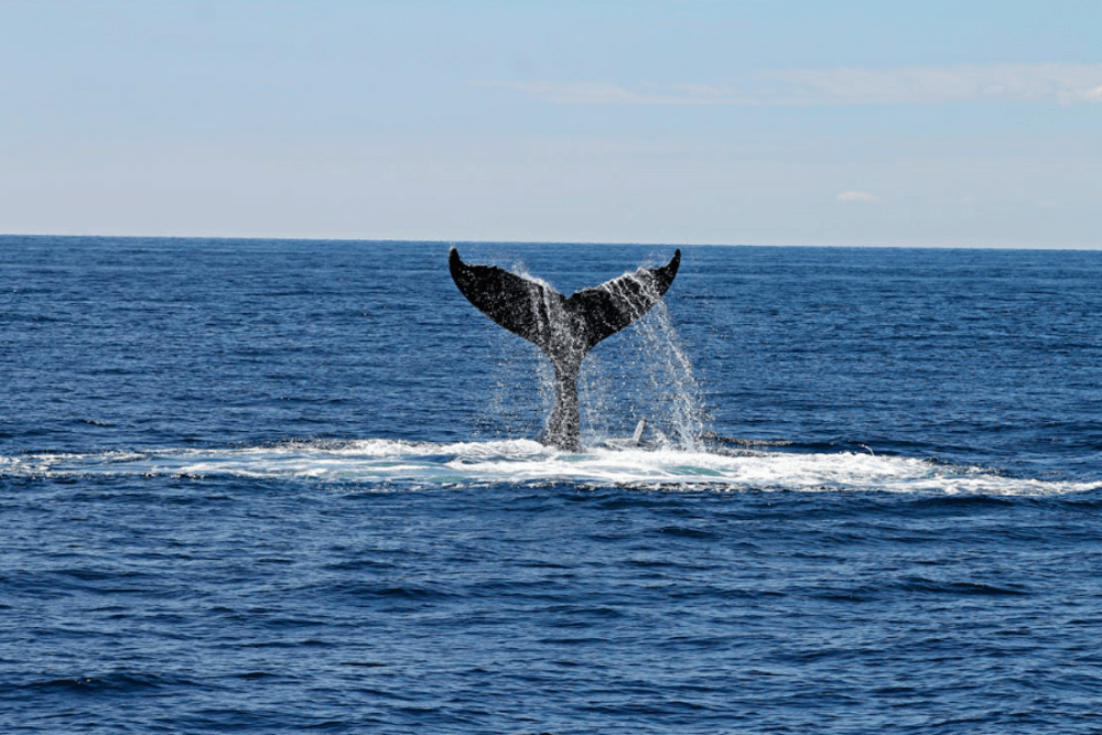 Collings between ships and whales: global challenge, solutions and collaboration