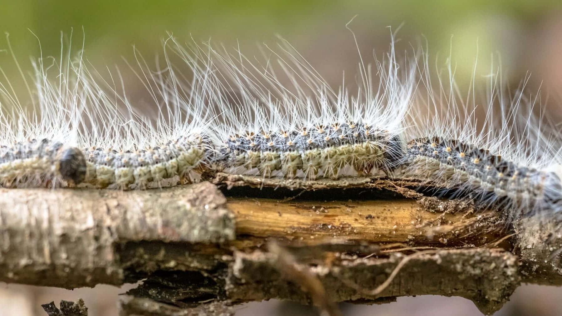 procesionaria pino ecosistema