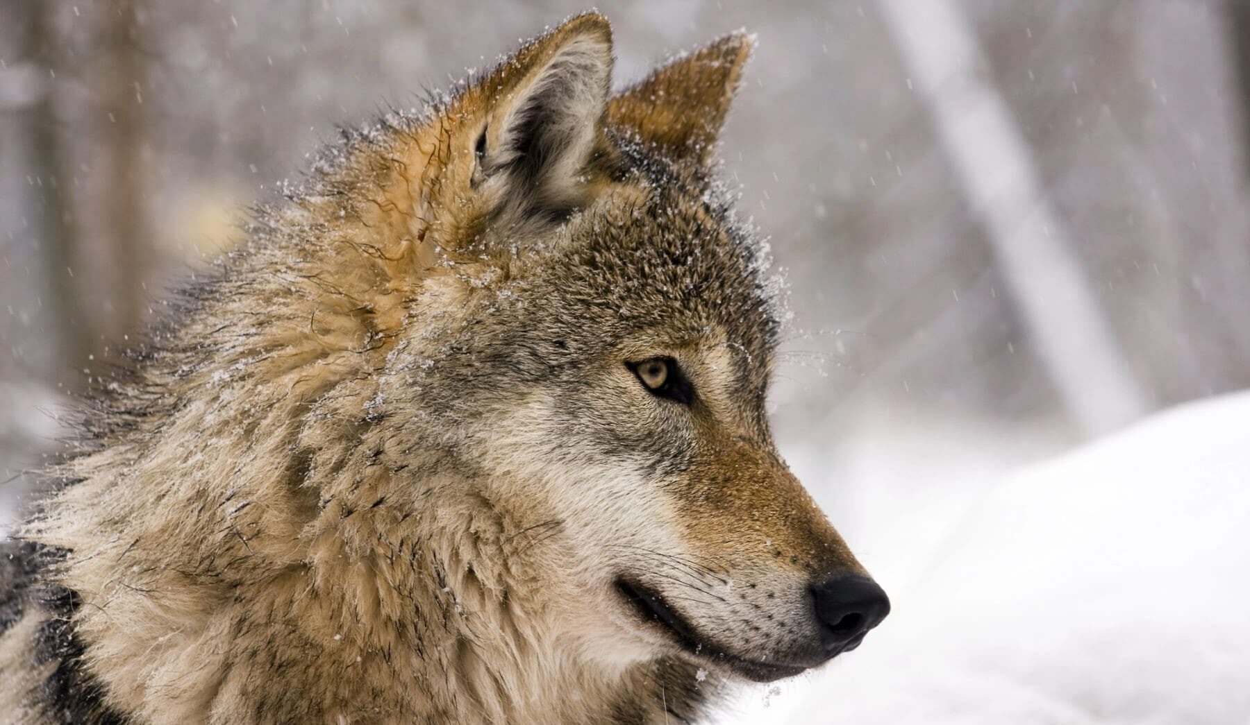 Europa proteger lobo