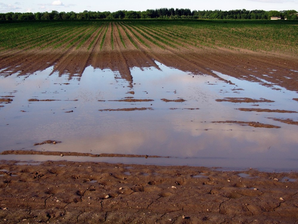 From the flood to the rebirth of Romagnoli soils