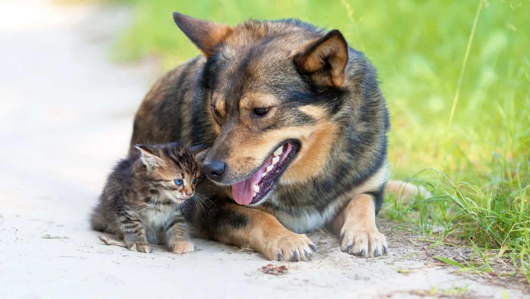 Galicia animales abandonados apoyo protectoras