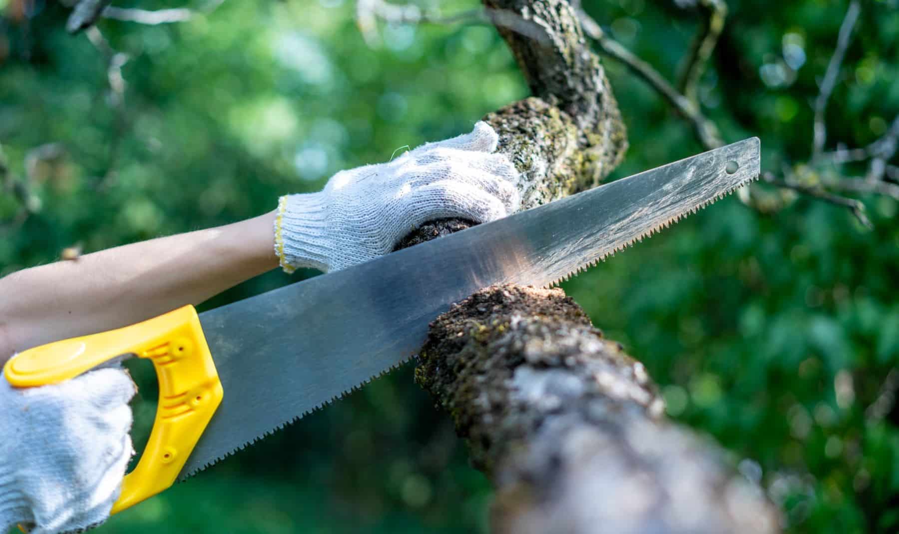 subvenciones gestión forestal prevención incendios ayuntamientos valencianos