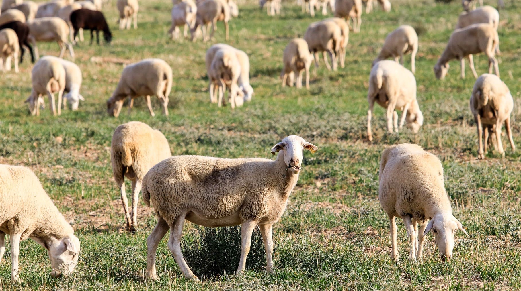 Pastoreo Ibérico por la Biodiversidad 2025