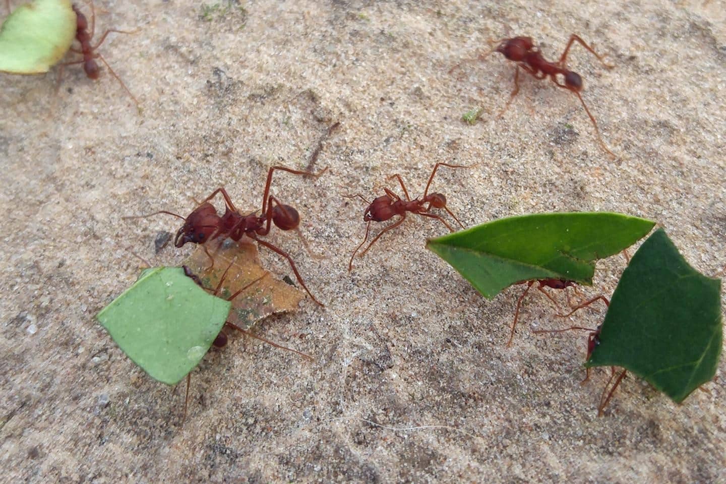 mutualismo especifico oruga hormiga