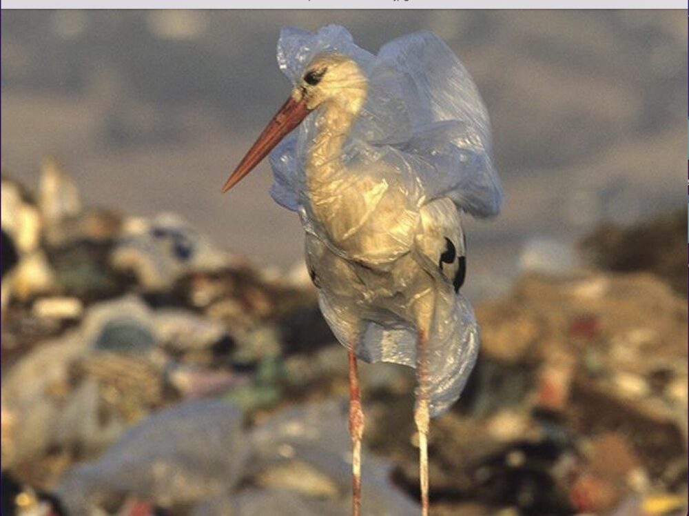 Microplastics in the lungs of birds