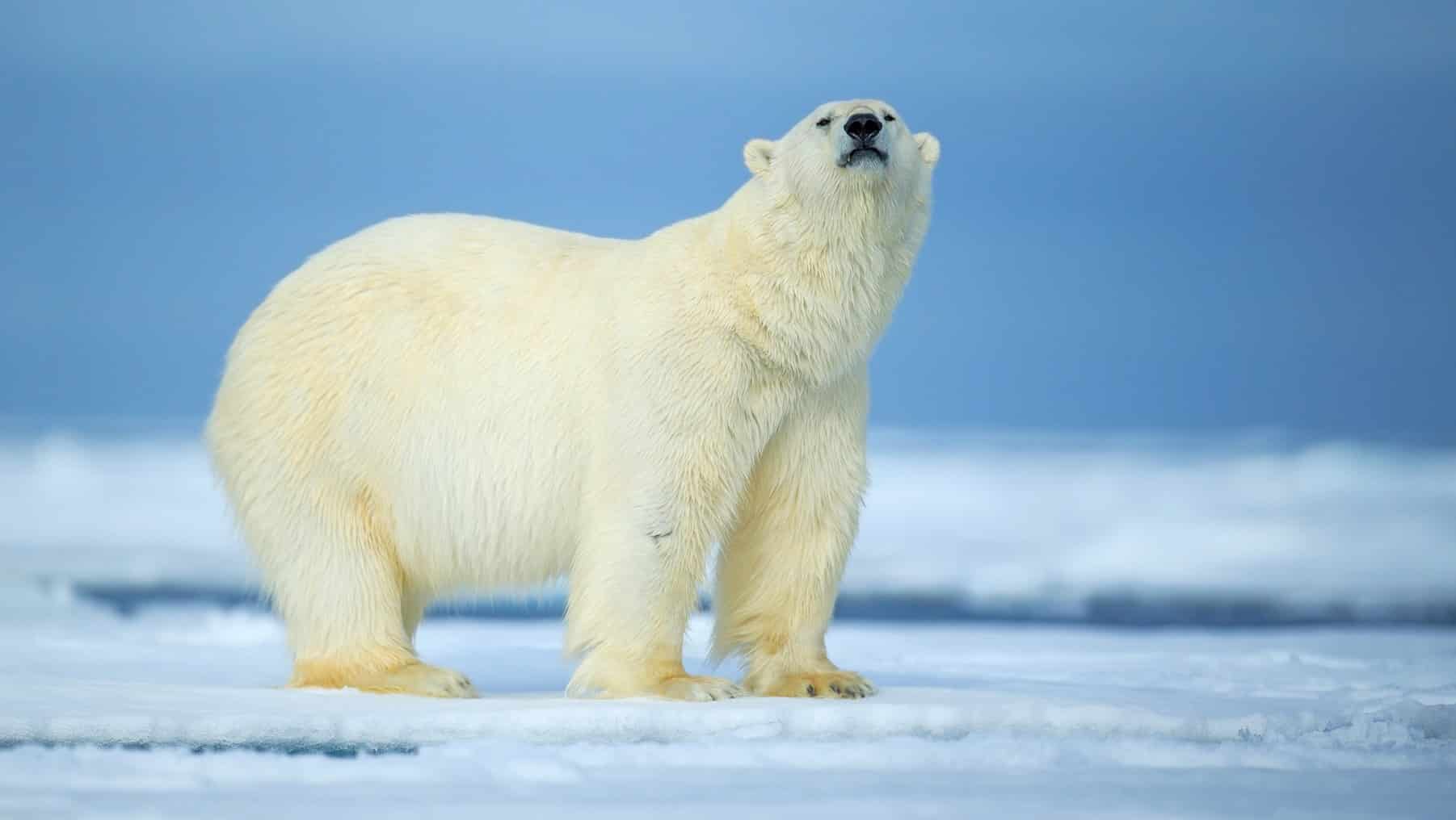 Ártico derrite clima mundo