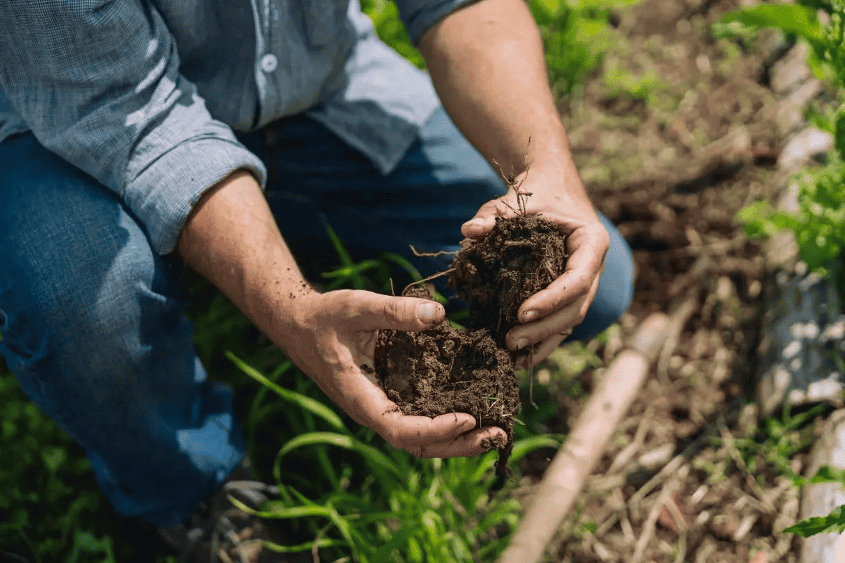 bacterias resistentes antibióticos muertes solución combinar cultivo varias hortalizas