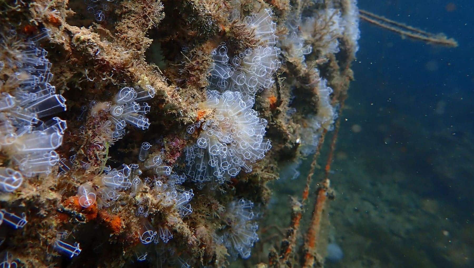 Puerto Barcelona biodiversidad Regenports