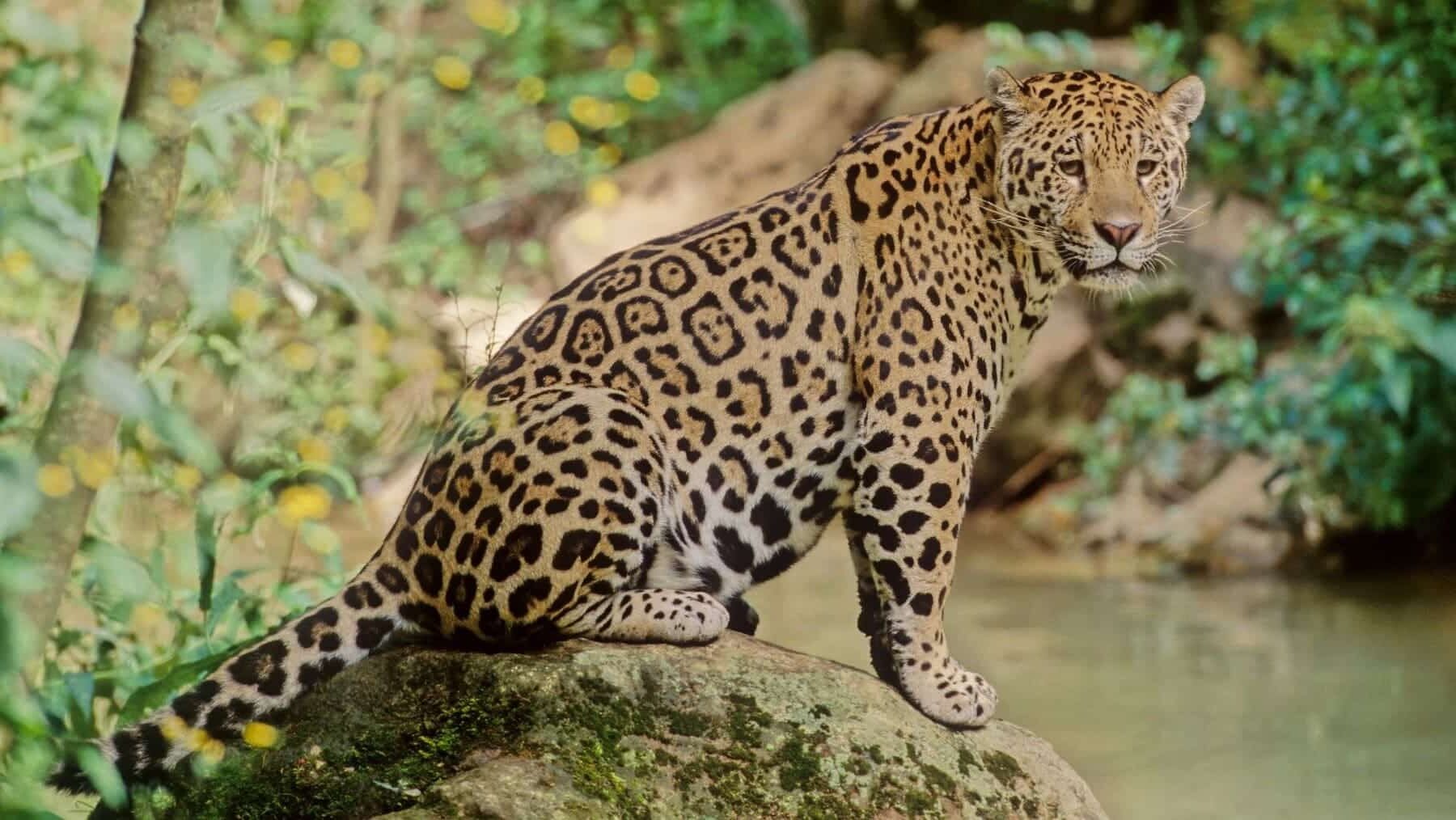 Día Mundial Vida Silvestre 2025 financiación conservación flora fauna salvaje