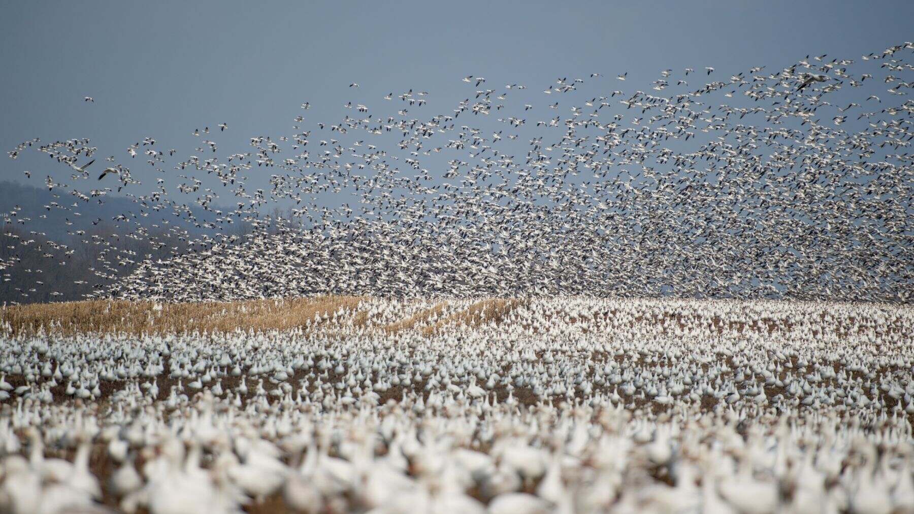 aves