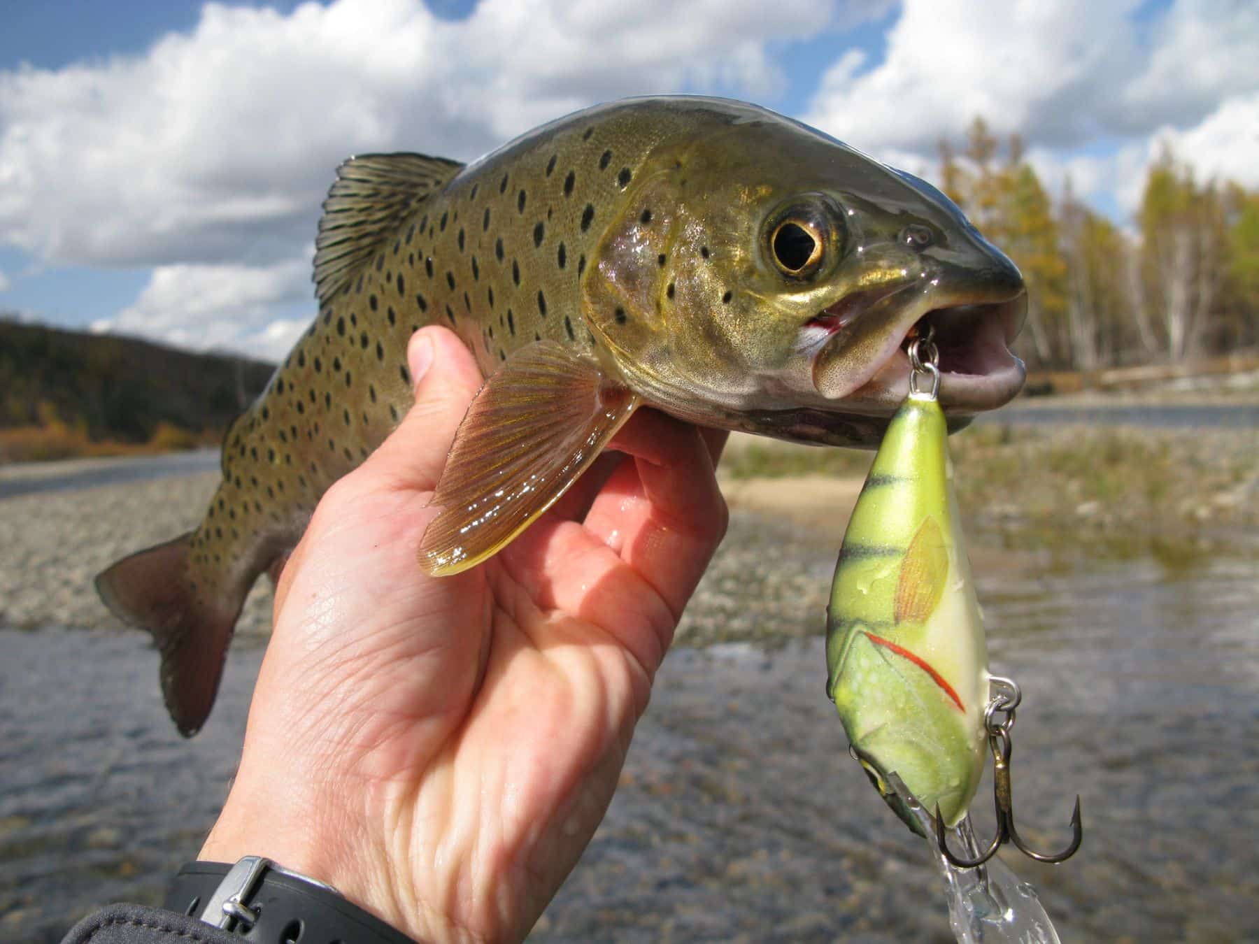 Jornada Mundial Fin Pesca 2025 PACMA