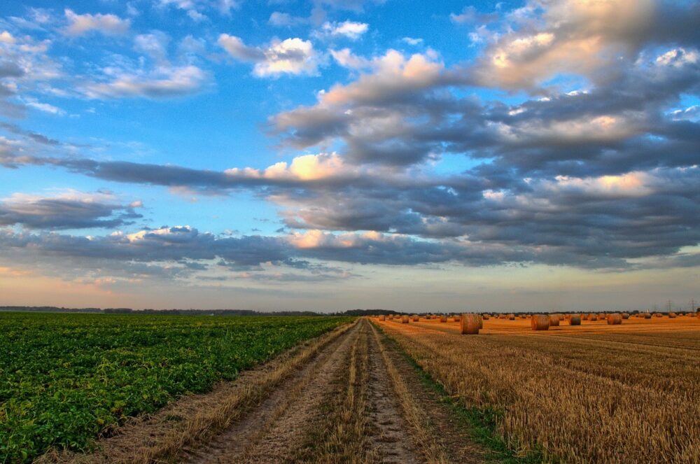 Biofertilizer from recycling: from waste to resource with landfeed
