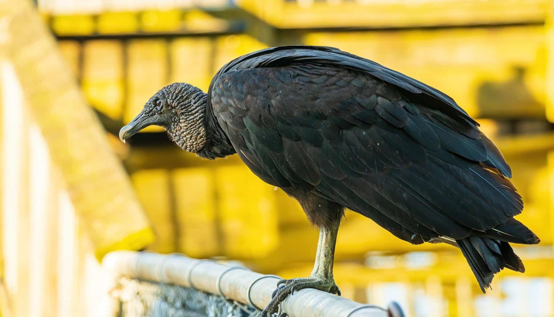 pollos buitre negro mallorca
