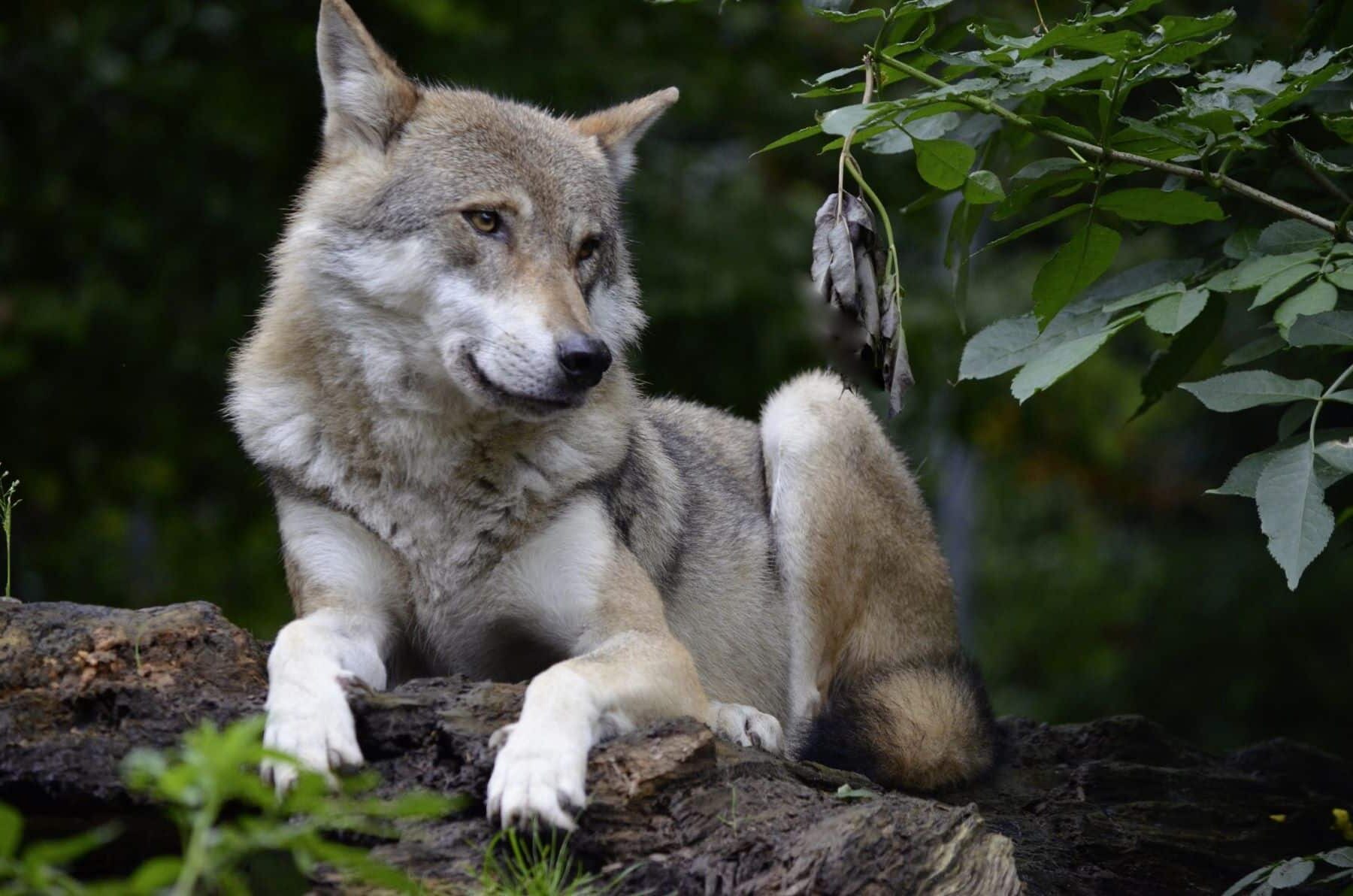 Ecologistas lobos Cantabria
