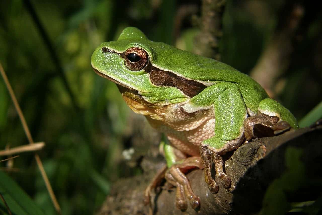 Día Internacional Conservación Anfibios 2025