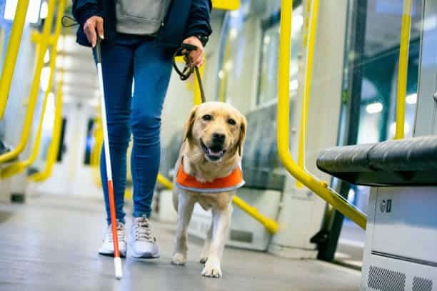 Día Internacional Perro Guía 2025