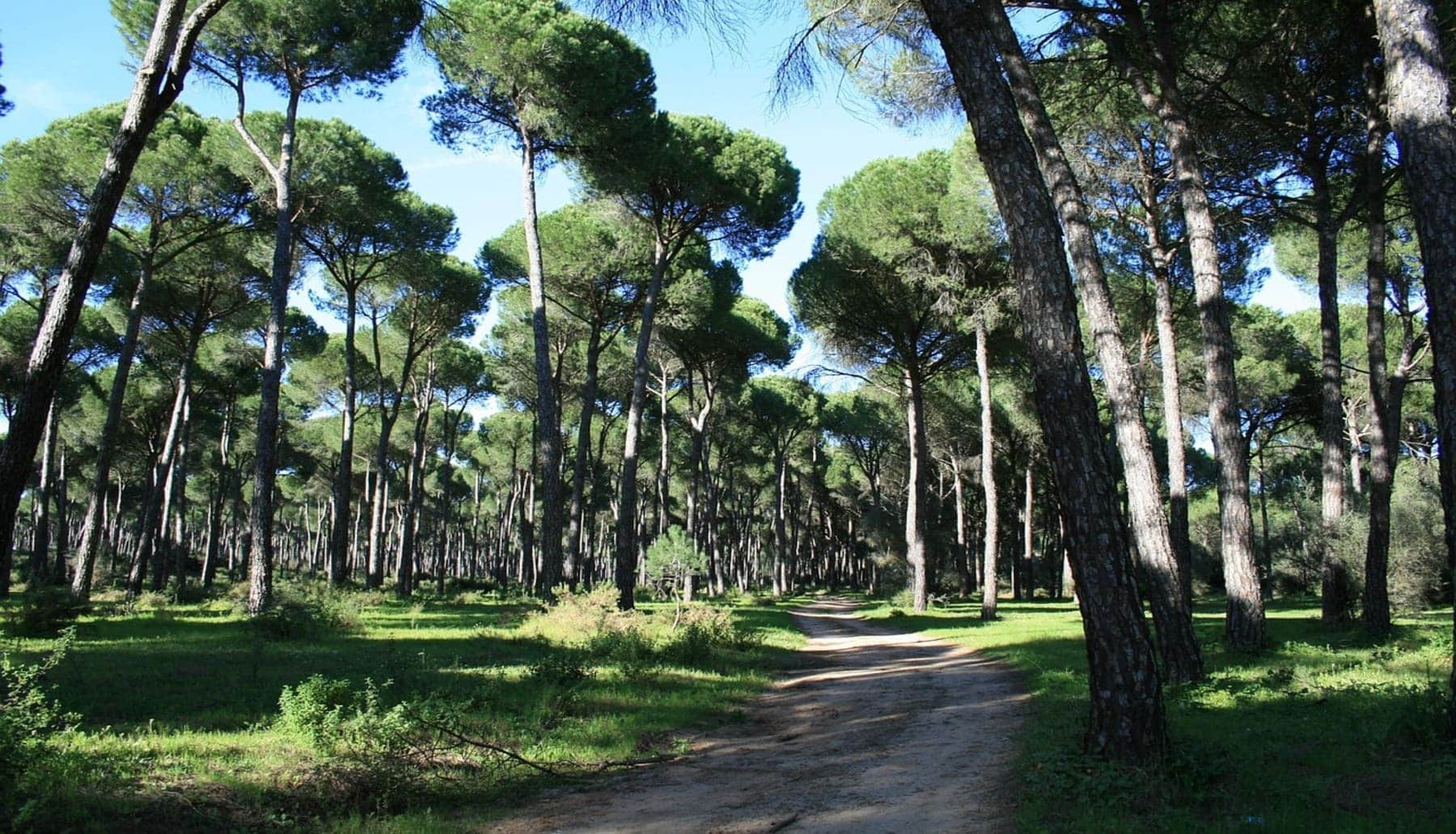 Pinares Venecia