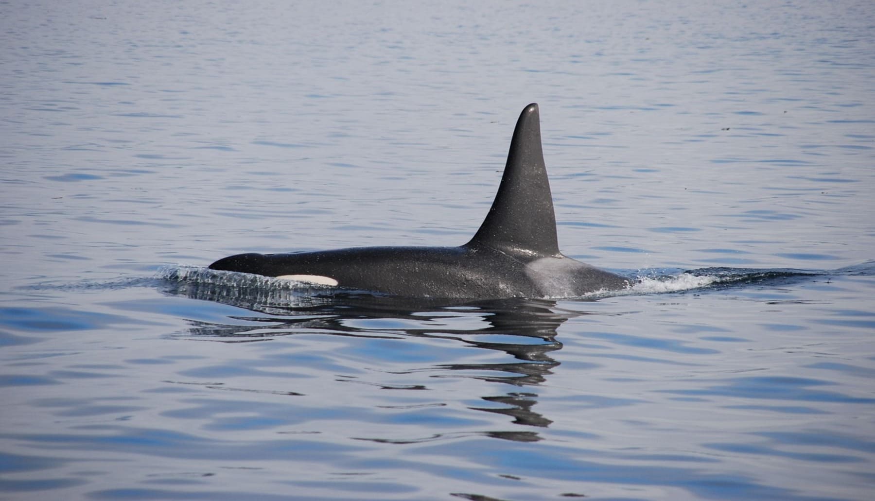 rescatada orca