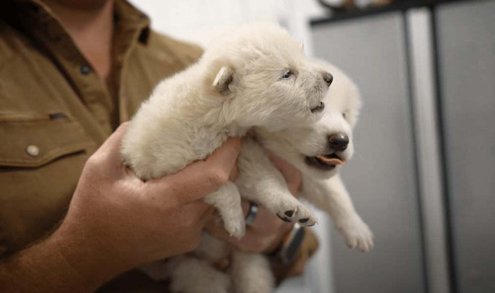 The extinct wolves brought back to life. Science rewrites the future