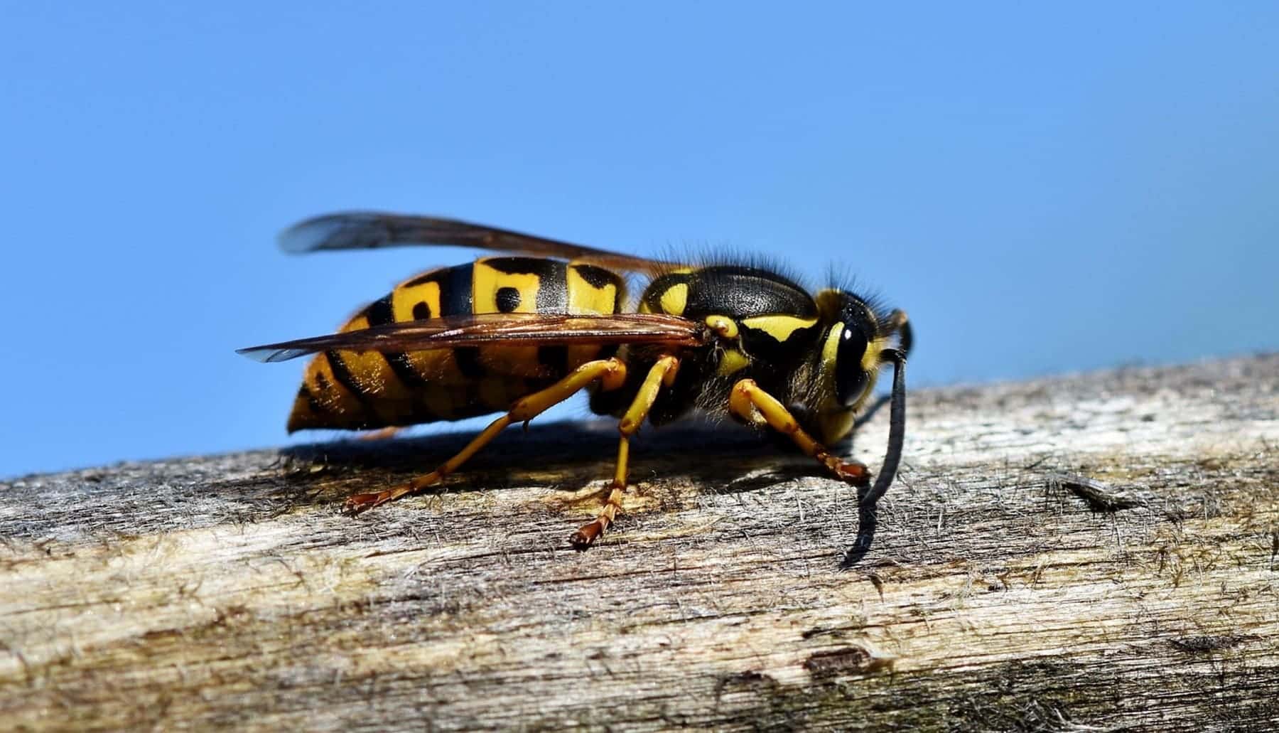 avispas velutinas