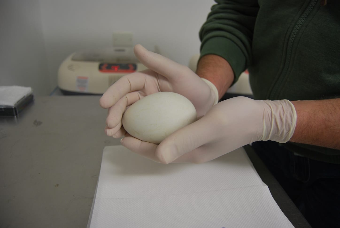 Viva nature: 40 eggs of species at risk and Easter surprises were born