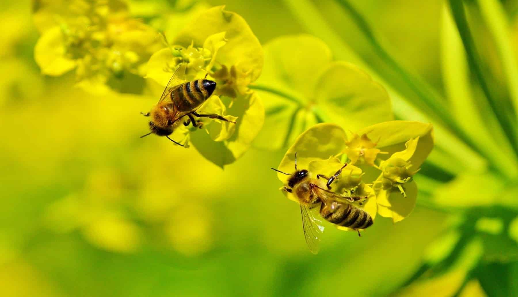 100 nidos de abejas silvestres estrenarán hogar en 25 parques de Barcelona