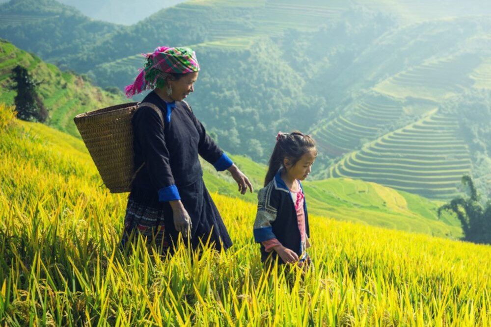 A grain of rice changes the world. The campaign "We laughed at a serious business" - The Journal of the Environment