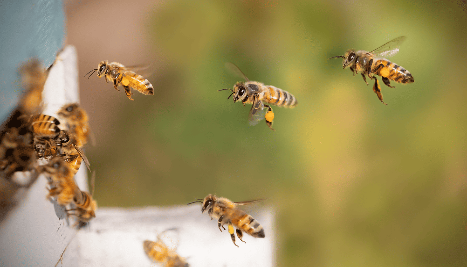 IA proteger colmenas avispas invasoras