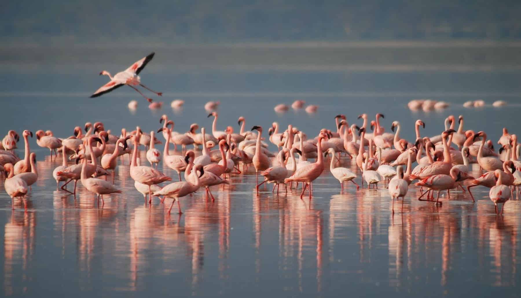 Flamencos marismas odiel