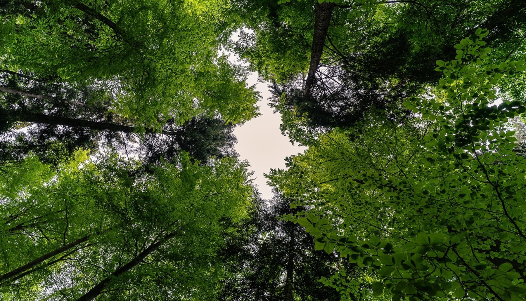 Alianza Cero Deforestación