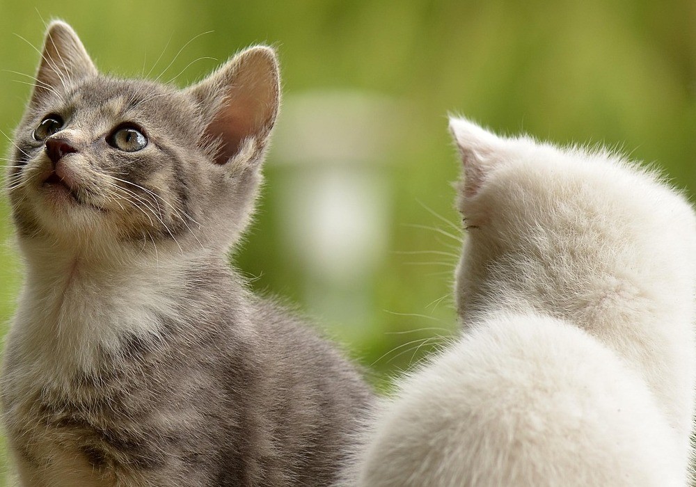 Animal protection: Parliament approves new criminal rules - Il Giornale dell'Ambione