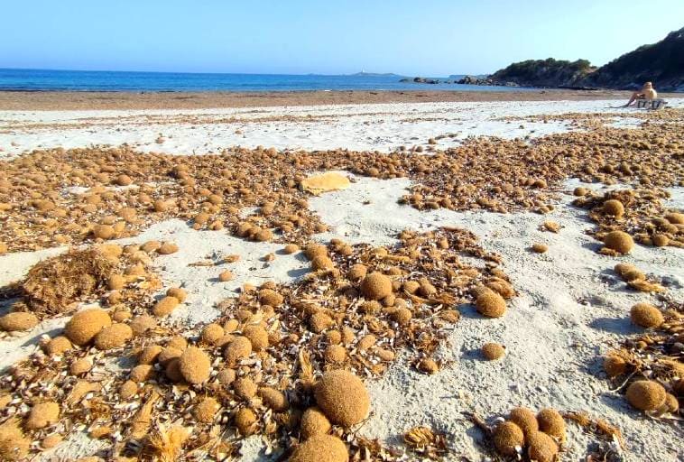 Baleares posidonia playas
