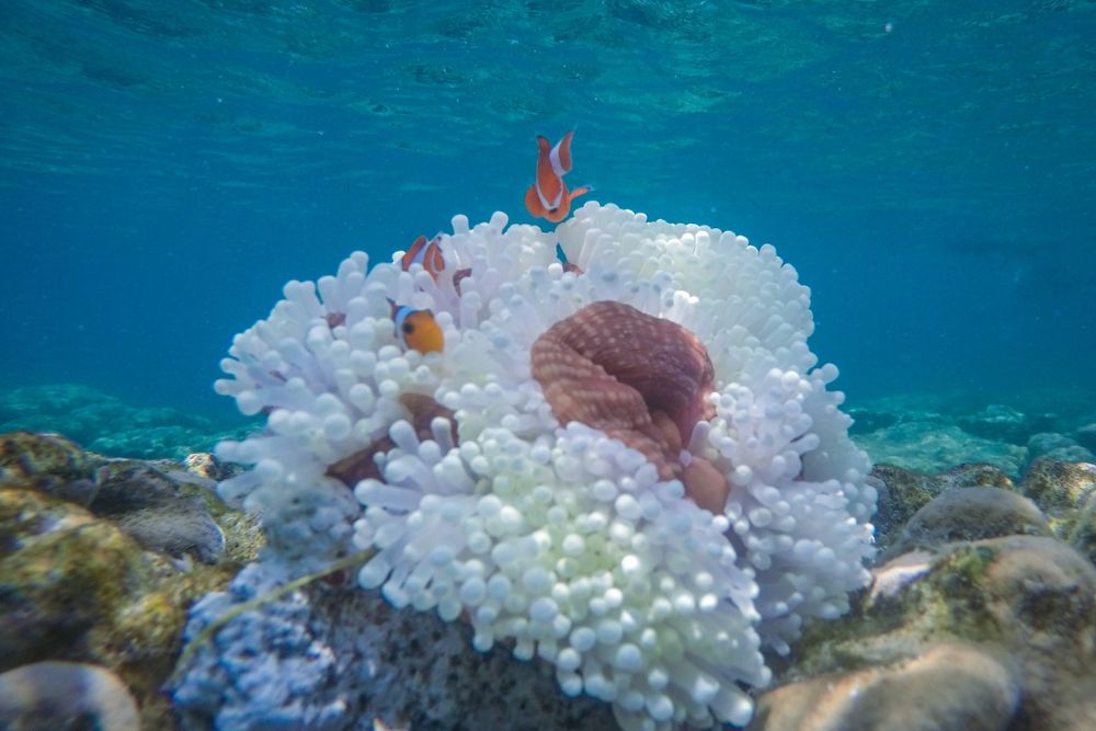 Corals that resist whitening in Polynesia