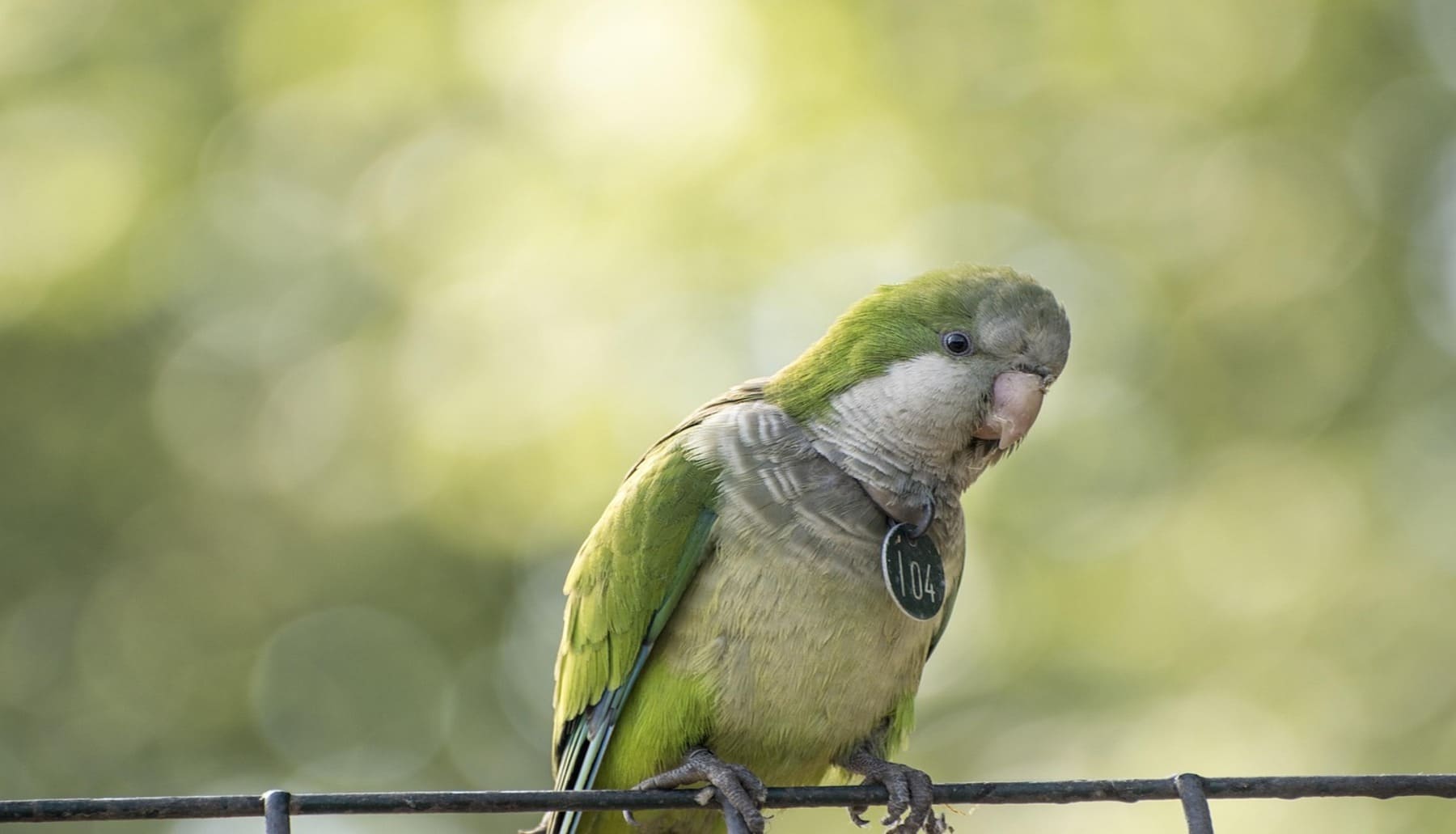 Cotorras vocabulario más amplio
